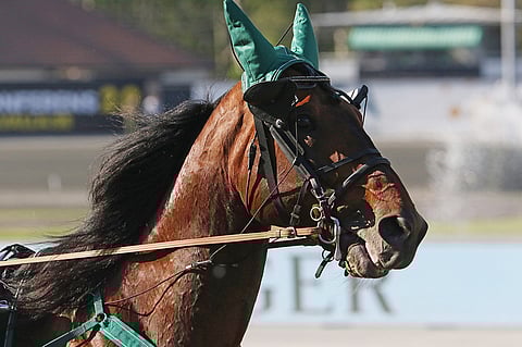 Handsome Brad. Kuva: Jarno Unkuri