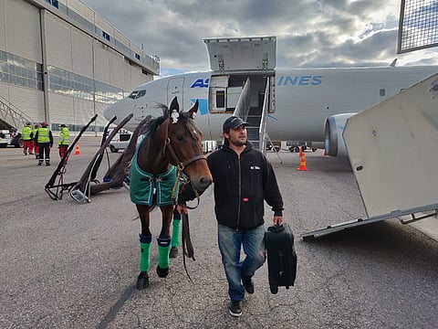 Eridan lensi Ranskasta hevoskaupunki Deauvillesta ja jaloitteli tuulisessa ja kylmässä Helsinki-Vantaan lentokentällä ennen autokuljetusta Vermon raviralle odottamaan lauantaina juostavaa Finlandia-ajoa. Kuva Totofoto