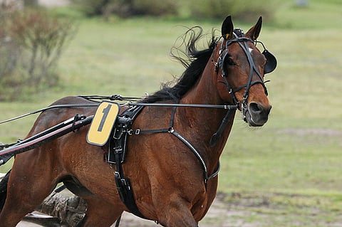 Next Direction puolustaa viimevuotista Helsinki-ajon voittoaan.