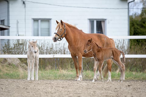Vernan Kielo varsoineen ulkoilemassa perjantaina.