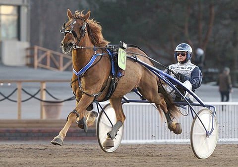 8-vuotias Draken on noussut sarjoissaan komeettamaisesti. "Sen sisällä on vielä hirveästi potentiaalia. Menee ainakin lähelle avoimen tason hevosia", Miika Tenhunen arvioi.