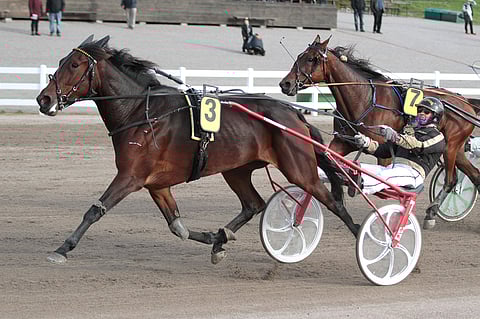 Vauhdikas Baby Beyonce pystyy voittoon.