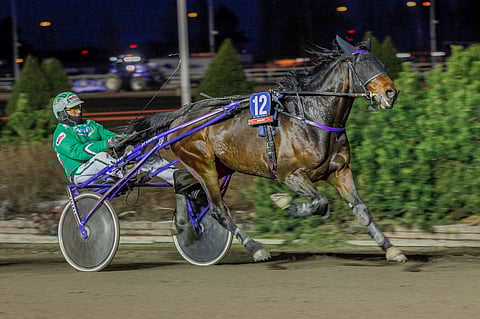 Baron Boxia ajaa Seinäjoella Ville Pohjola. 5-vuotias ori starttaa takarivistä.