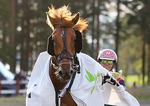 Pihtiputaalaiskaksikko Santtu Raitala ja Antti Ojanperä juhlivat kotiradallaan. Raggari vei nimiinsä ensimmäistä kertaa ajetun Juniorhelmi-lähdön ennen Vixusta ja Herra Heinämiestä. Reima Kuisla Stable omistaa kuusivuotiaan ruunan.