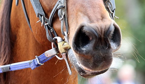 Perinteinen ravikuolain aiheuttaa harvemmin suuvaurioita kuin tietyt muut kuolainmallit. Arkistokuva.
