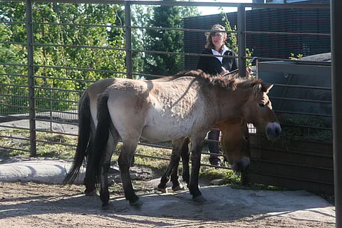 Suomessa vain Korkeasaaressa? Ehei. Mongolianvillihevonen eli przewalskinhevonen löytyy myös suomenhevosesta.