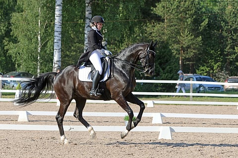 Louise Jönssonin Dayna on puoliksi täysiverinen.