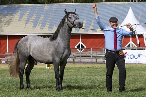 Tarmo Kivioja riemuitsee kasvattinsa Pirttirannan Leonin voitosta Kansallisen poninäyttelyn lauantain päätöskehässä.