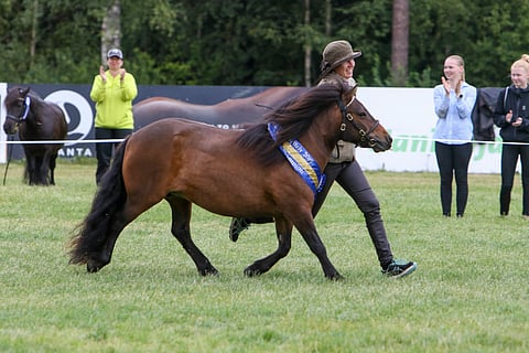 Sammalisen Klarissan suurin vahvuus näyttelykehässä on tahdikas ja lennokas ravi. Mirva Kinnunen saa juosta tosissaan esittäessään poniaan. Kuva: Satu Pitkänen