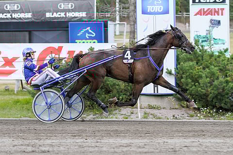 Callela Einstein jos kuka tietää maalin paikan. Viime vuonna se voitti 15 kertaa.