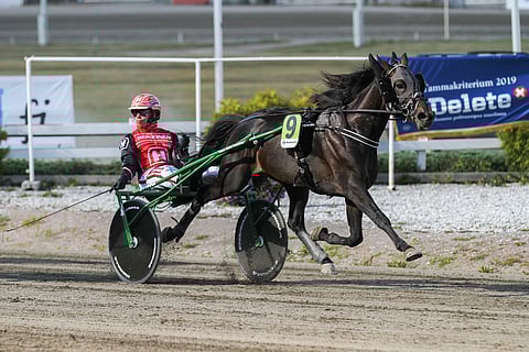 Nykyään Mauri Jaaran valmennuksessa oleva 9-vuotias Shotproof otti sunnuntaina Ylivieskassa vuoden toisen voittonsa. Kuva Teivon voitosta vuodelta 2019.