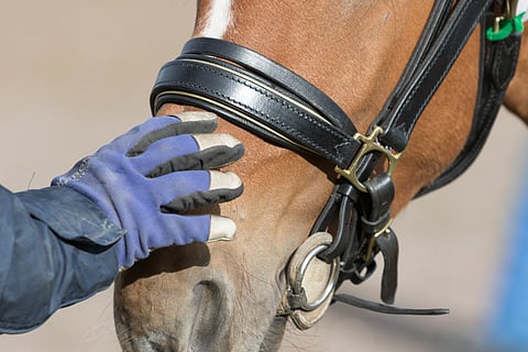 Ihmisessä ja hevosessa on sekä yhtäläisyyksiä että eroavaisuuksia.