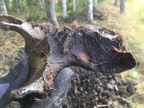 Tutkimusta avustava Roger Johansson pitelee kädessään Rymy-Murron ja Valokkaan haudasta löytynyttä kallon kappeletta. Kuva Tuija Kirkinen.