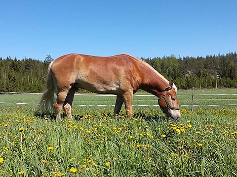 Maisteri Jutila tavoittelee lauantaina Toto75-voittoa. Kuva Sanna-Kaisa Liukkonen.
