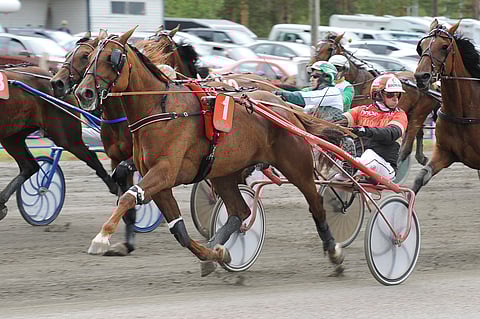 Tapio Perttusella on monta mahdollista menestyssaumaa tänään. Yksi niistä on kolmoskohteessa ideasysteemin varmaksi luotettu MAS Chili. Tamma ei ole uransa 9 kilpailun aikana erehtynyt kuin kahdesti.