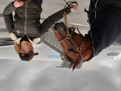 Suomalainen Riikka Avotie hankki astutusosuuden superhevonen Face Time Bourbonista, jota Helsinki-Vantaan lentokentällä esitti Amandine Genissel. Kuva: Totofoto.