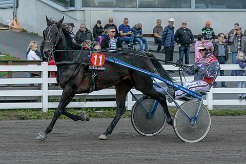 Backward's Boy petraa otteitaan jatkuvasti, eikä Mauri Jaara pitänyt ihmeenä, vaikka ruunasta tulisi vuoden voitokkain ravuri.