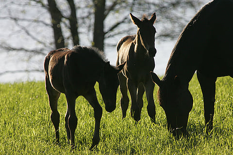 Toiko vuoden vaihtuminen varjoja hevosalan ylle?