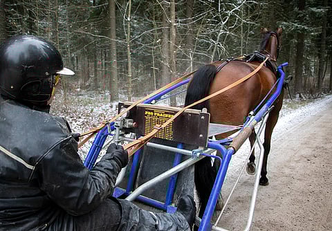 Viisivuotiaana Euroopan mestariksi juossut Stonecapes Queila kuuluu Packalénin tallin tähdistöön. Kuva: Anu Leppänen.