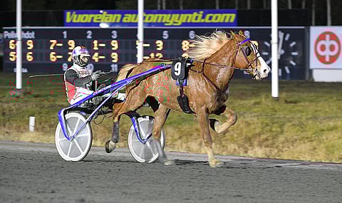 Stallone kuuluu ikäluokkansa kuumimpaan kärkeen. Kuva: Juhani Hynynen