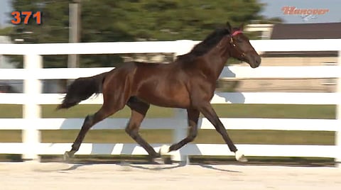 Wildfire Hanover ravaa esittelyvideolla. (Kuva: Hanover Shoe Farms)