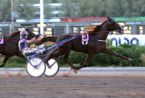 Viimeksi toukokuussa juossut Fox Lover on kyvykäs ravuri sarjoihinsa.