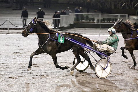 Lady Nightingale voitti viime talvena neljä kertaa putkeen, eikä ole nyt kuin voiton päässä siitä saavutuksesta.