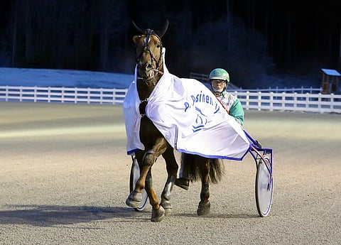 Arto Hammarin ajama Sheikki sai Kavioliigasta loimen heti ensimmäisellä yrityksellä.