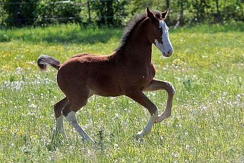 Kasvattajat saivat iloisia uutisia perjantaina, kun kasvattajapalkintojen maksuaikataulu selvisi.