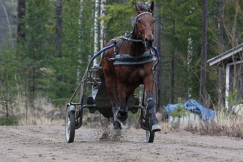 Extrem Brodde pystyy voittamaan illan Toto65-kierroksen päätöskohteen.
