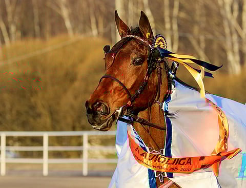 Willow Pride sai loimen lisäksi kaulaansa merkin voitosta Kavioliigan osakilpailussa.