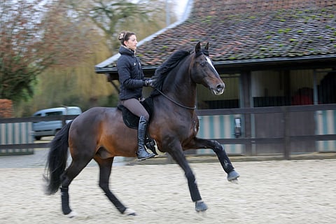 Ykkösvaihdot ilman suitsia, satulaa ja kannuksia. Alizée Froment ja se kaikkein rakkain hevonen, lusitano-ori Mistral de Coussoul.