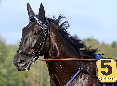 Lewis Ale yrittää paluuta voittokantaan pienestä kotimaisesta laatutallista käsin.