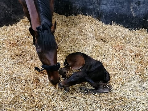 Ranch Kellyn ensimmäinen varsa sai nimekseen Vive Wotan.
