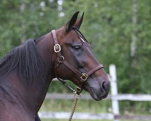 Lexus Font. Kuva: Risto Salmela.