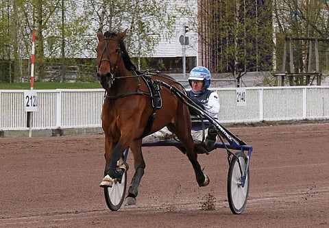 Mascate Match on Kuopio Stakesin suurin tähti.