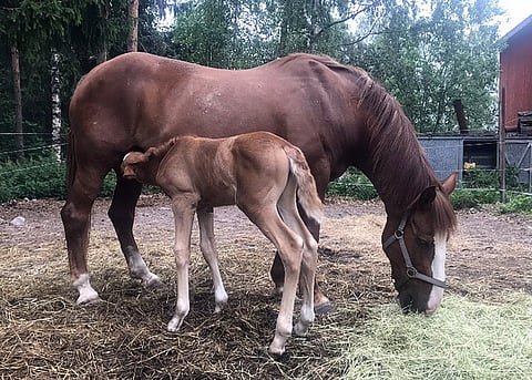 Erä-Jasmin jää näillä näkymin Erä-Eevan viimeiseksi omaksi varsaksi. Henna Torttila luopui siitä, kun tuli viime kesänä itse raskaaksi. Äitienpäivää hän viettää tänään kahden lapsen äitinä.