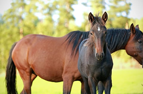 Hevoskasvatuksen tukiin tullaan ohjaamaan 2,6 miljoonaa euroa. Kuva: Ada Pykäläniemi