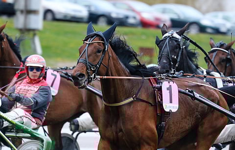 Bosses Lady oli pitkään ikäluokkansa tamma numero yksi, mutta Tammaderbyssä sitä ei nähdä.