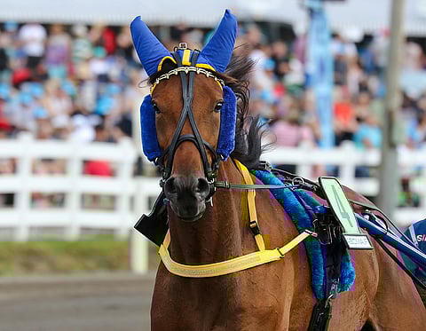 Just A Flirt ihastutti kilpaurallaan.