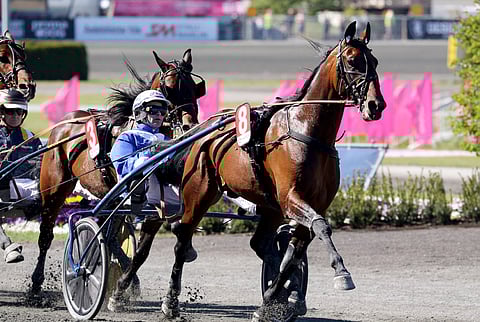 Ecurie D. tyytyi vuosi sitten voittamaan Solvallassa Nelivuotiseliitin, mutta tänä keväänä tähtäin on itse Elitloppetissa.