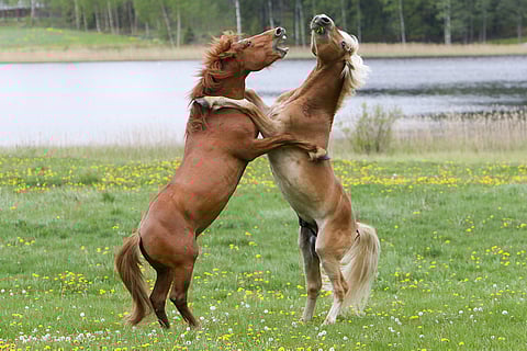 Miehikkälän laitumella on tänä kesänä 16 varsaa. Ne ovat kaikki suomenhevosia. Kuva: Satu Pitkänen.