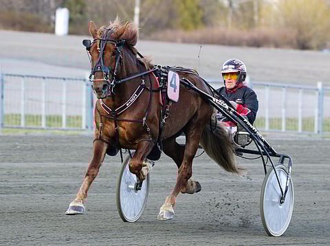 Pauhis pääsee esittämään osaamistaan ensi kertaa kuninkuusraveissa.