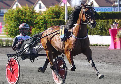 Religious viihtyy Solvallassa. Kuva viime Elitloppet-viikonlopulta.