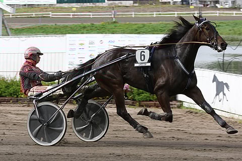 Markku Niemisen valmentama Skyfall Shine on suosikeista edullisin.