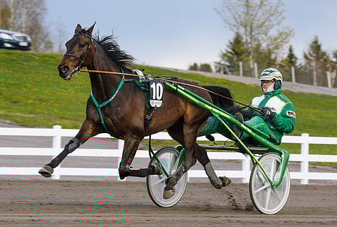 11-vuotias T.Rex tykitti Seinäjoella uransa 51. voittoon. Kuvassa rattailla valmentaja Tapio Mäki-Tulokas.