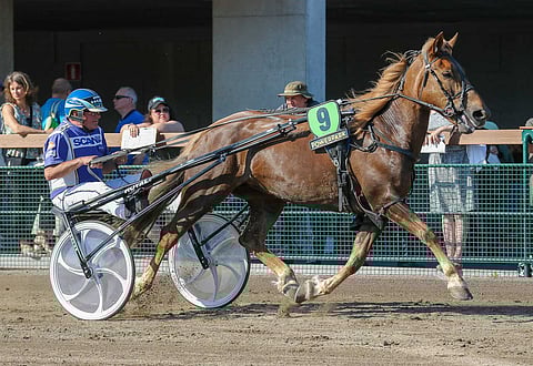 Lapualaisen Veijo Hakalan Taksvenla voi ruveta valmistautumaan Seinäjoen kuningatarkilpaan.