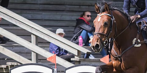 Kanick vd Vosberg -hevosen kauppariita-asia venyi vielä kesäkuulle.