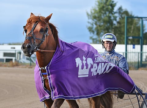 A.T. Veeti viimeisteli kuntonsa viime kesän kuninkuuskilpailuun kuninkuusravien loimilähdön voitolla heinäkuussa Seinäjoella.