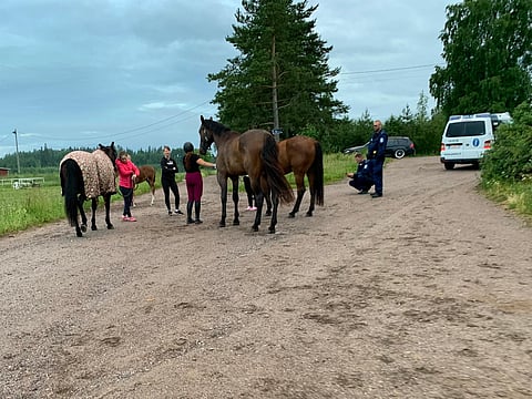 Ilves hyökkäsi hevoslaumaan Jokelassa. Kuva: Mira Flinkkilä